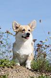 CORGI PEMBROKE 338